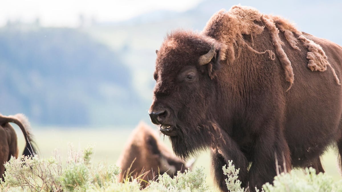 Bison-ten Yell Day (September 2nd)