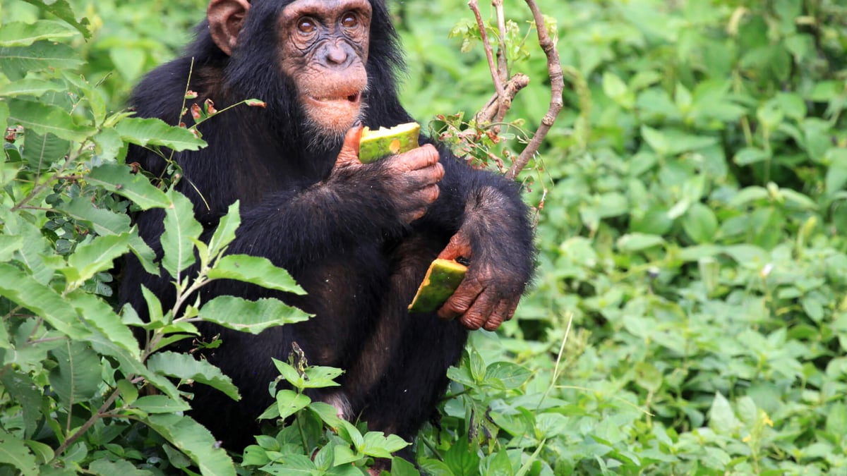 World Chimpanzee Day (July 14th)