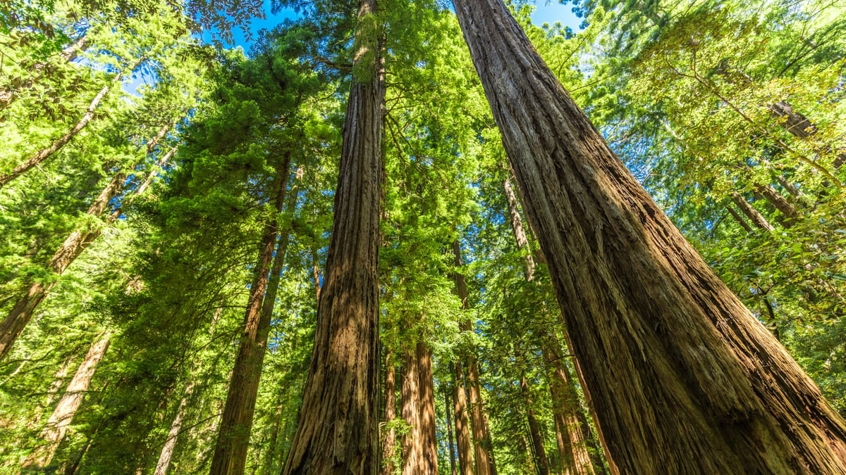 National Arbor Day (April 25th, 2025) Days Of The Year