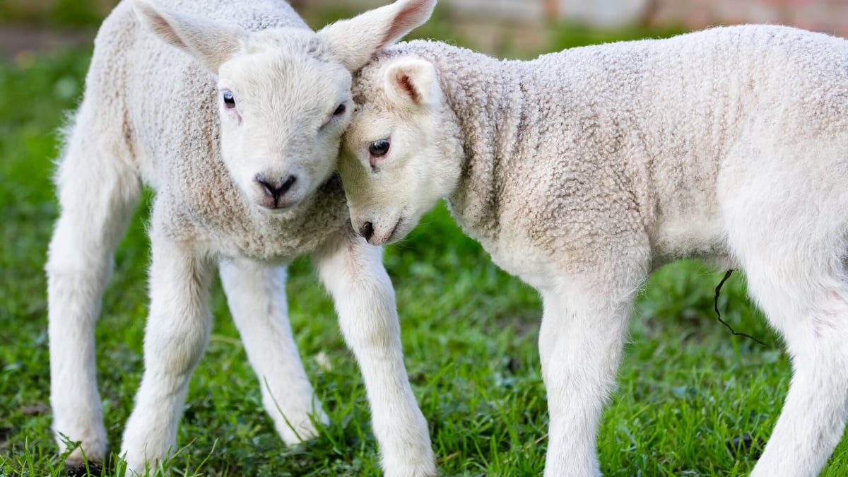 National Hug A Sheep Day (October 26th, 2024)