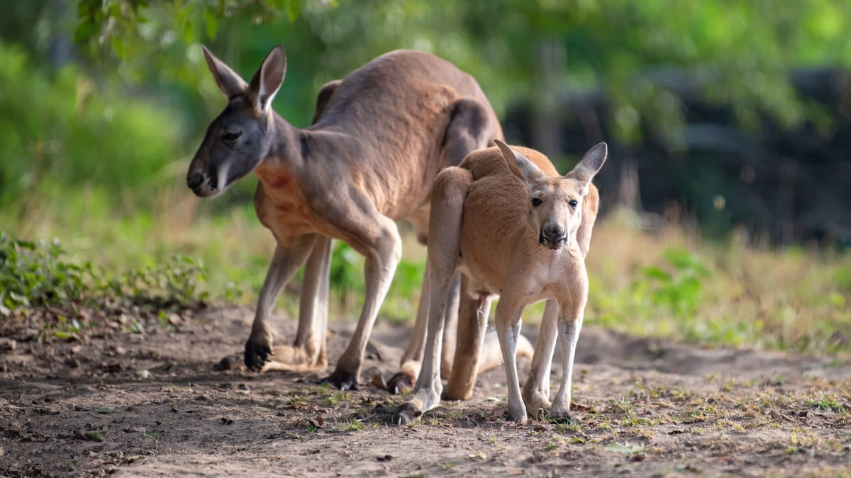 World Kangaroo Day (October 24th)