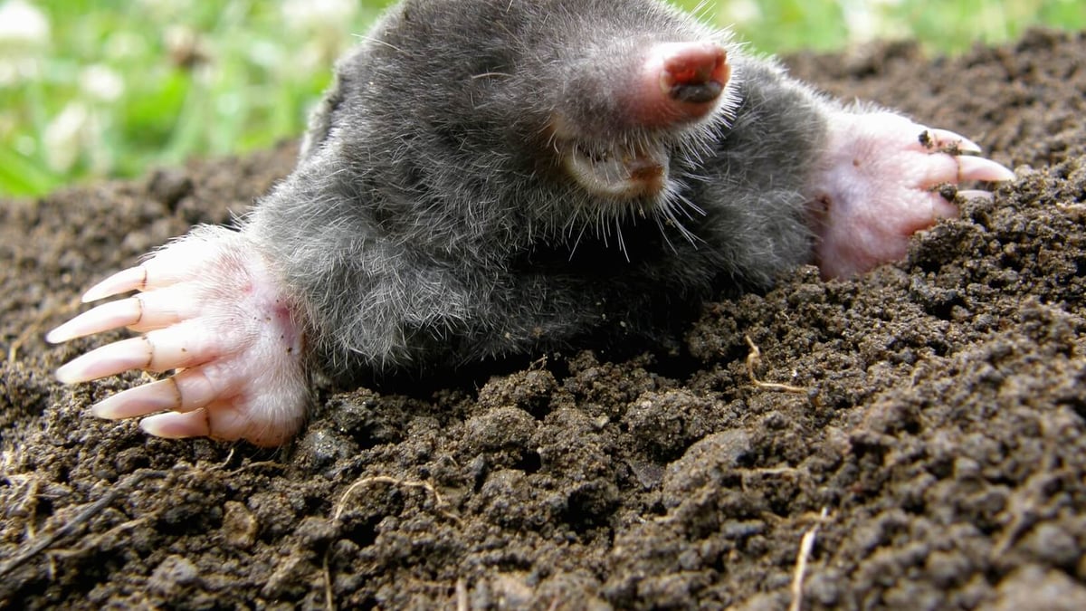 National Mole Day (October 23rd)