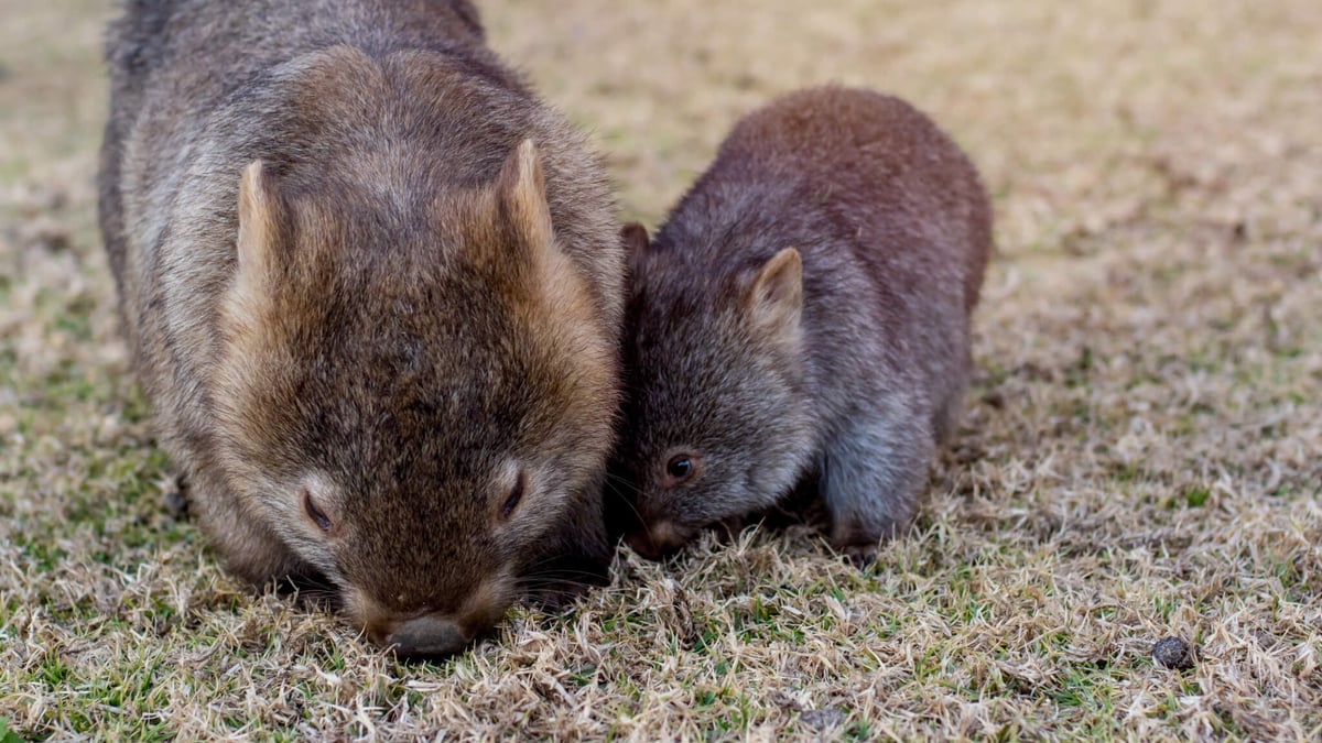 Wombat Day (October 22nd)