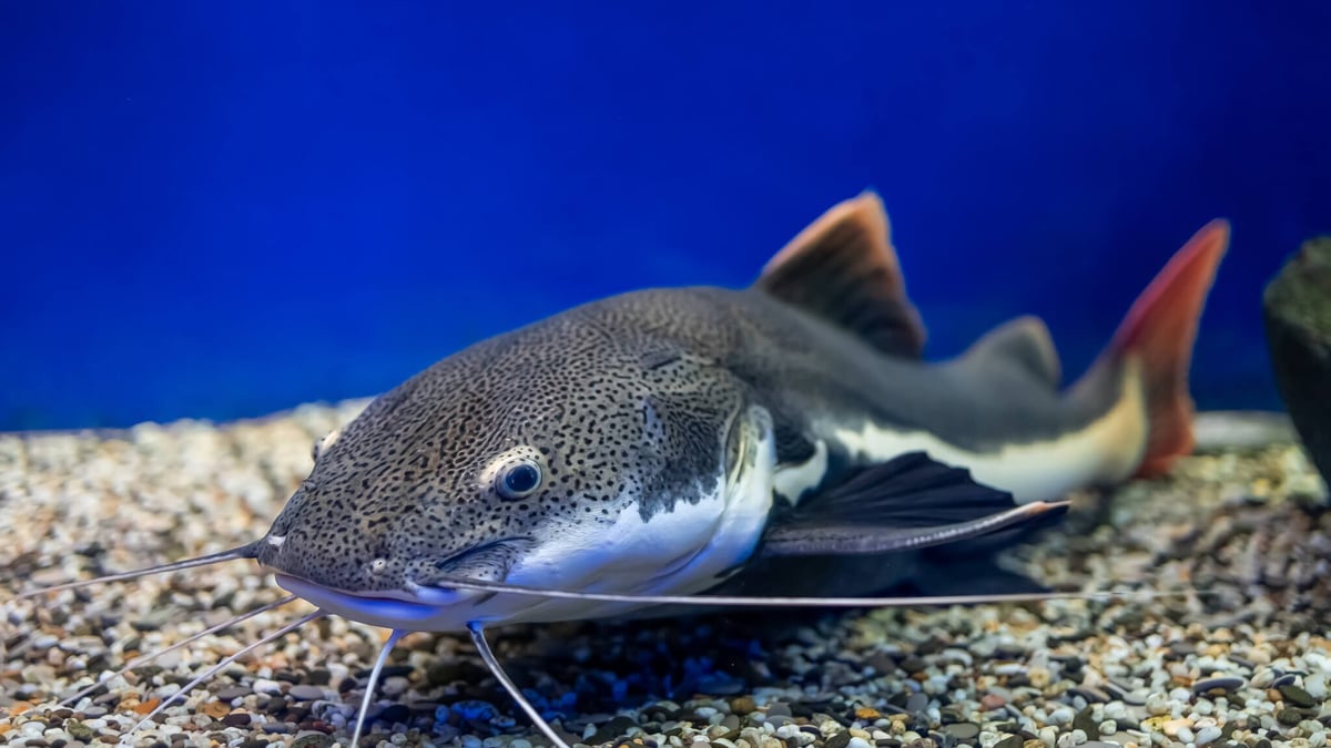 National Catfish Month (August 2025) Days Of The Year