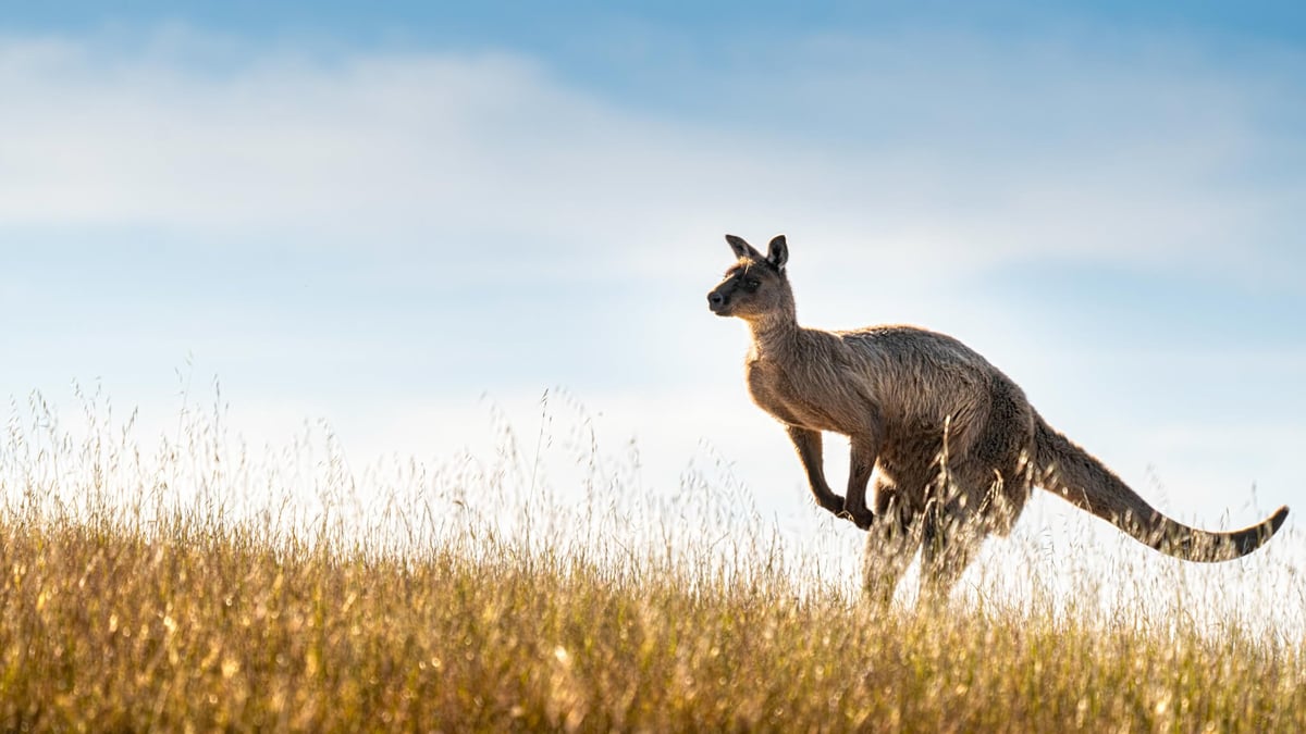 National Kangaroo Awareness Day (October 24th)