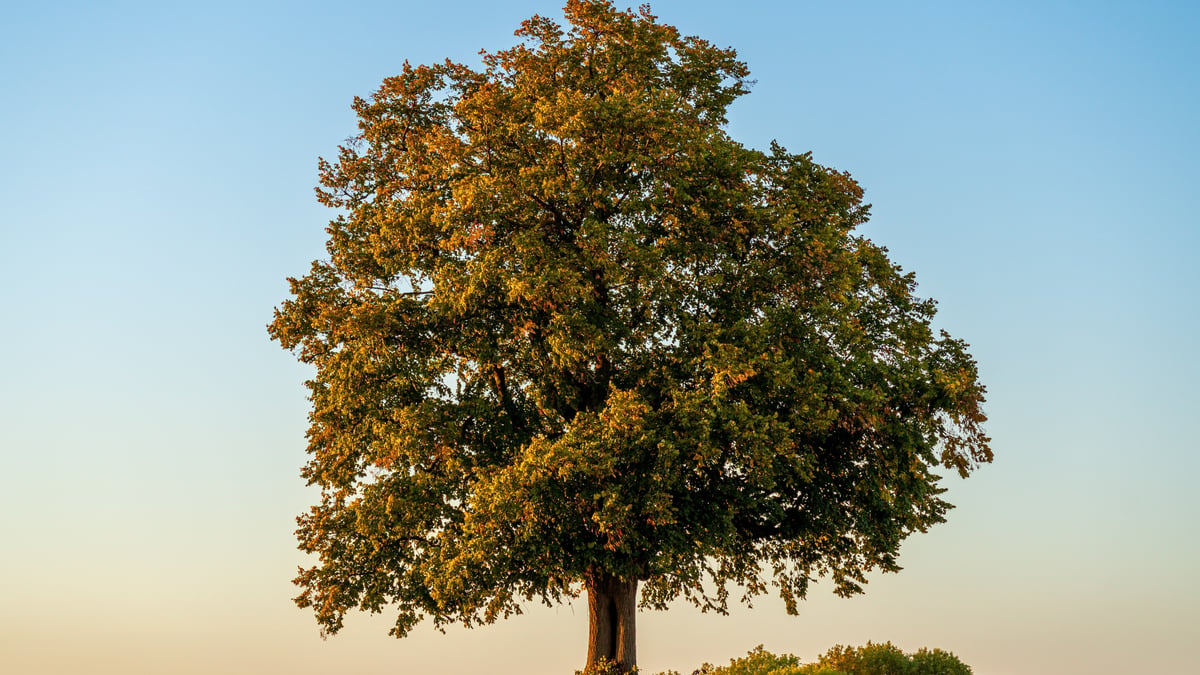 National Tree Day (July 28th, 2024)