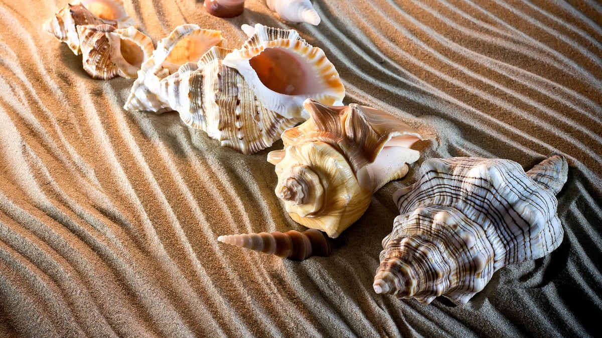 National Seashell Day (June 21st, 2025) Days Of The Year