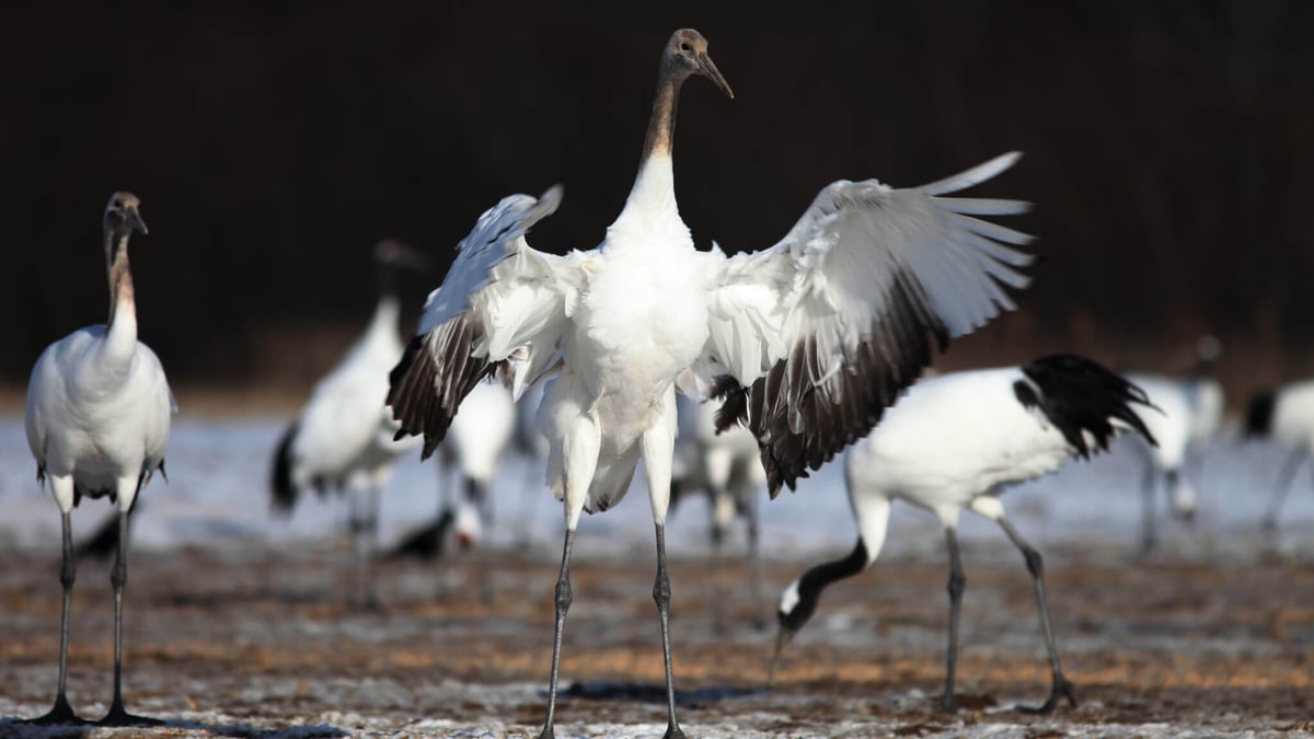 Whooping Crane Festival (February 24th) | Days Of The Year