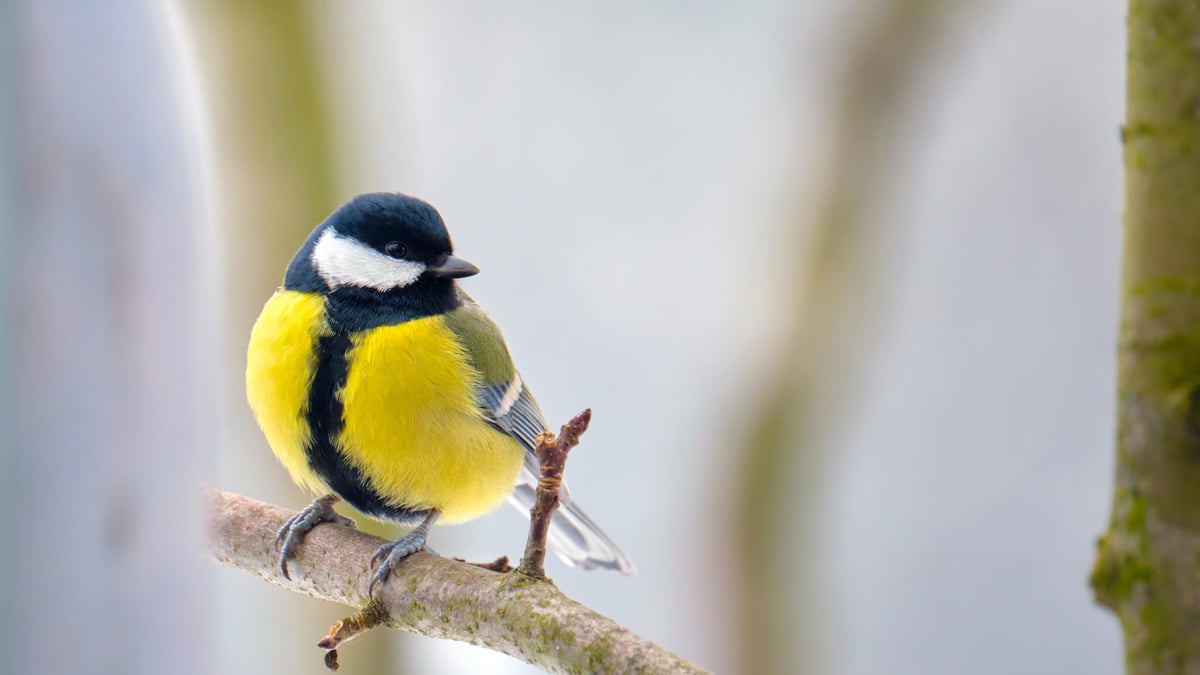 RSPB Feed the Birds Day (October 29th)