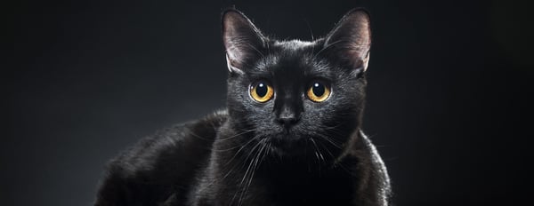 Black Cat Awareness Month