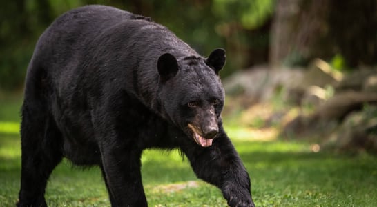 National Black Bear Day