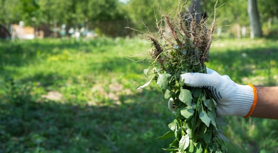 National Invasive Species Awareness Week