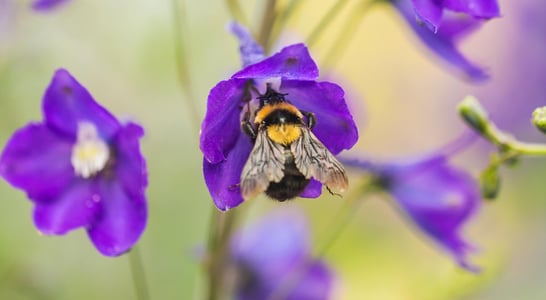 National Pollinator Month