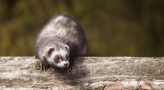 Adopt A Ferret Month