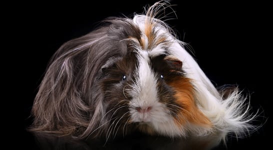 Adopt a Rescued Guinea Pig Month