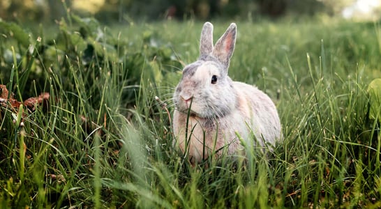 Adopt a Rescued Rabbit Month