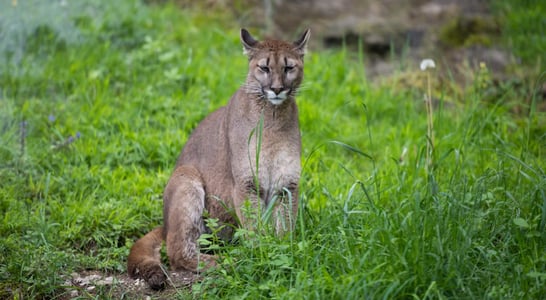 Save the Florida Panther Day