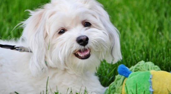 Coton de Tulear Day