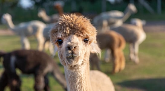 National Alpaca Day