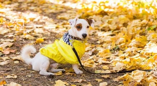 National #DogsInYellow Day