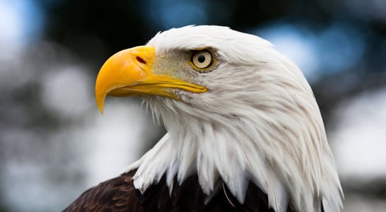 National American Eagle Day