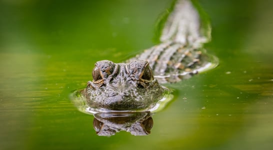 National Alligator Day