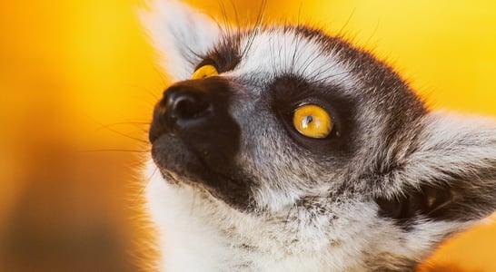 World Lemur Day