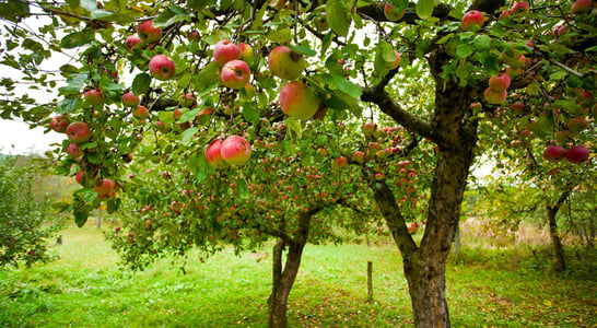 Apple Tree Day