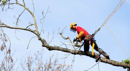 Arborist Appreciation Day