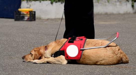 Assistance Dog Day