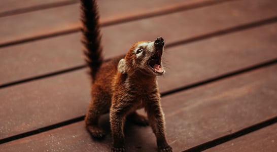 World Coati Day