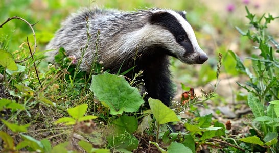 National Badger Day