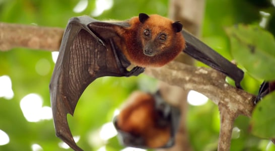 International Bat Appreciation Day