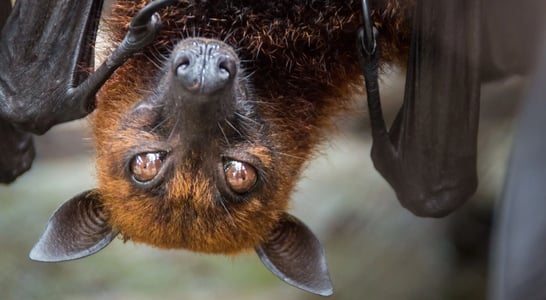 Bat Appreciation Week