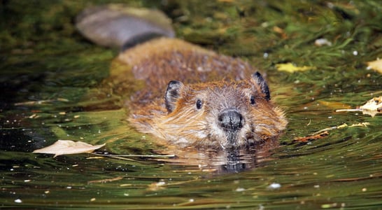 International Beaver Day