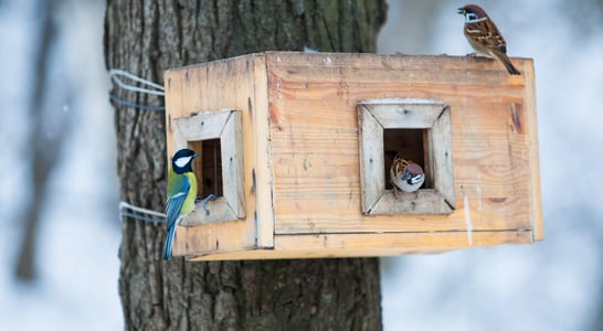 National Nest Box Week