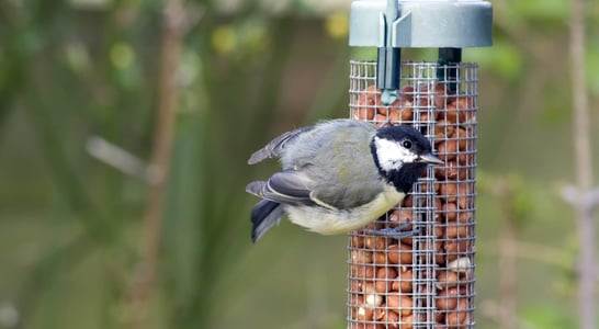 National Bird Feeding Month