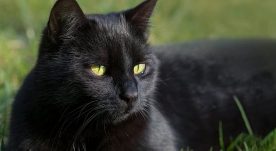 National Black Cat Day