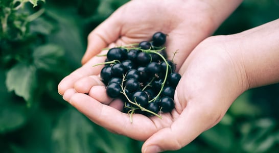 Blackcurrant Day