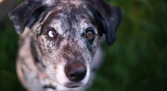 Adopt A Senior Pet Month