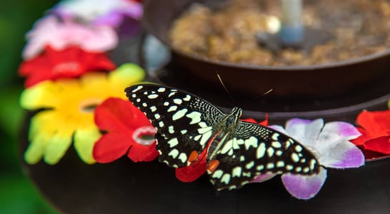 Butterfly Education and Awareness Day