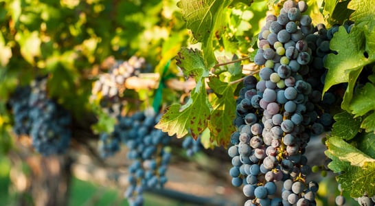 Cabernet Franc Day