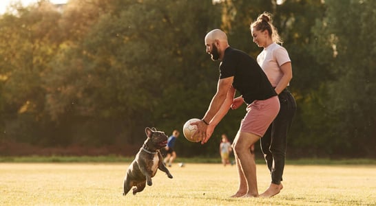 Canine Fitness Month