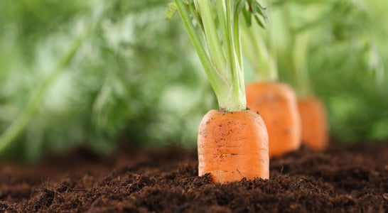 International Carrot Day