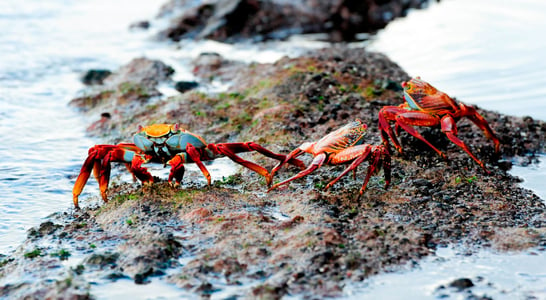 Champion Crab Races Day