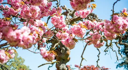 National Cherry Blossom Festival