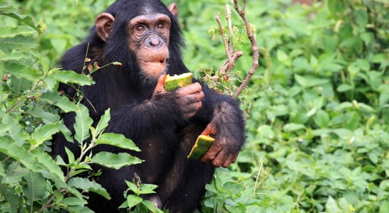 World Chimpanzee Day