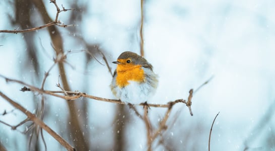 Christmas Bird Count Week