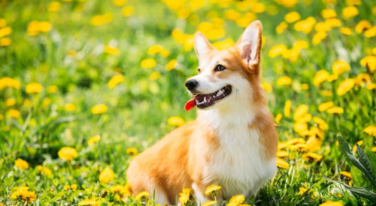 International Corgi Day