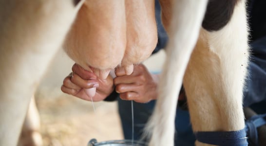 Cow Milked While Flying in an Airplane Day